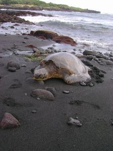 Turtle 3 - Punalu'u Black Sand Beach