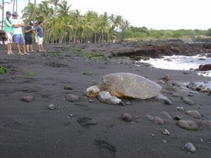 Turtle 4 - Punalu'u Black Sand Beach