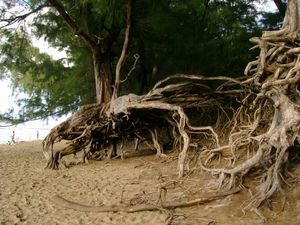 Roots - Kauai