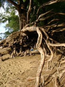Roots 2 - Kauai