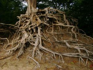 Roots 3 - Kauai