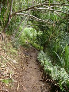 Kauai - Hike