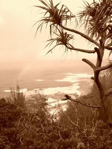 Kauai - Hike (sepia)