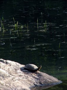 Turtle @ Central Park