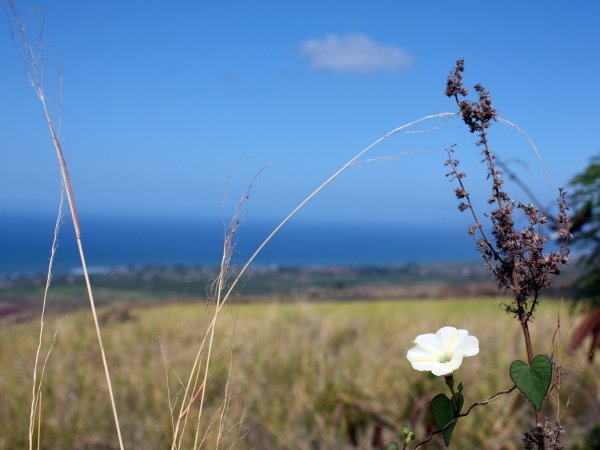 Kauai Landscape 2