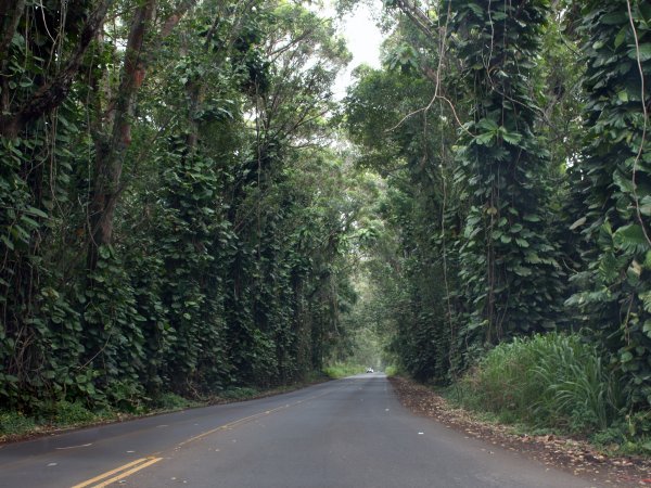 Road through rainforest