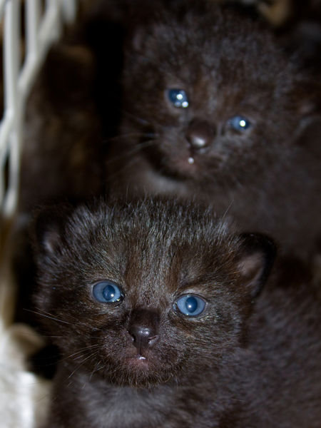 Baby Kitties