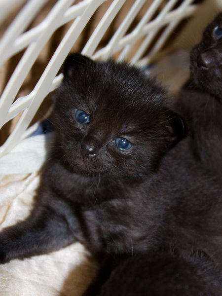 Baby Kittie