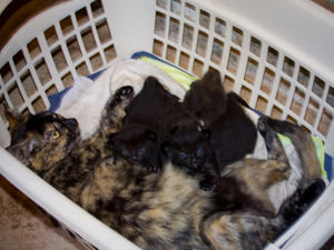 Mami & Stinky Kittens