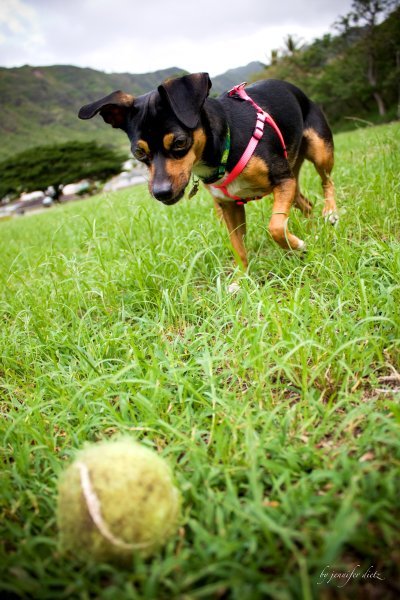 Bella & her ball