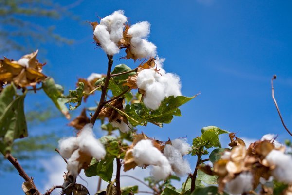Cotton Tree