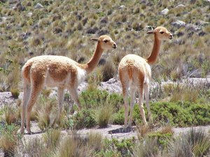 VICUNAS between Cusco and Arequipa