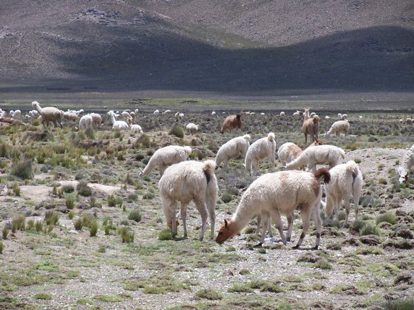 ALPACAS Grazing in the Andean Highlands