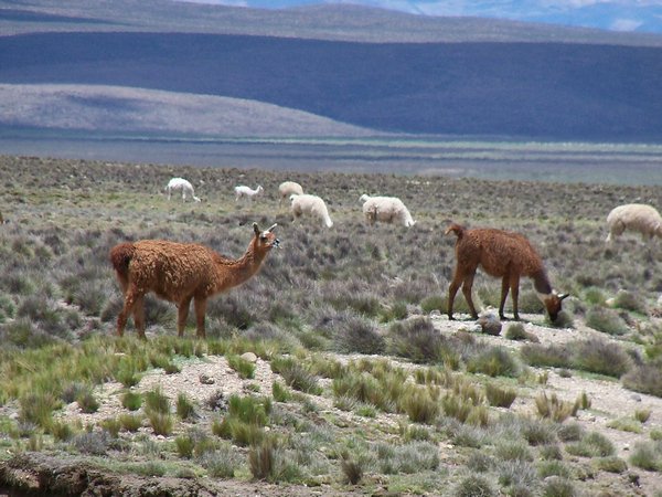 Large Herds of Llamas, Alpacas, and Vicunas 