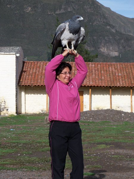 Birds of Prey at a Praying Place in the Colca Valley.