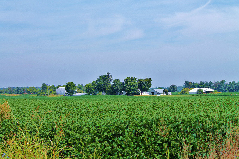 Kentucky Soybeans Grow Near Lincoln's Birthplace in Hodgenville Kentucky 