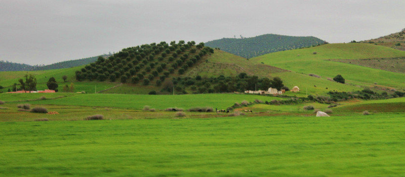 Olive Orchard between Rabat and Fez 