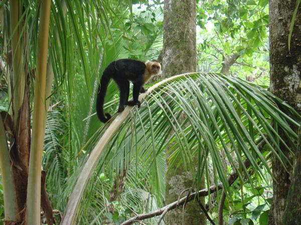 White faced monkey - Costa Rica