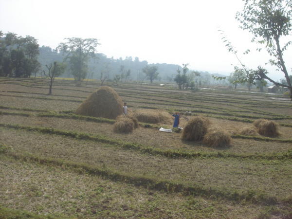 punjabi farmers