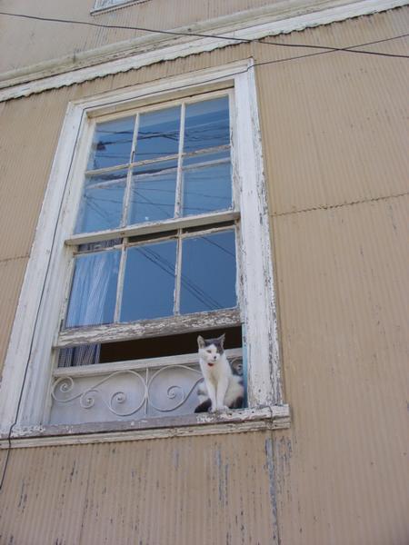 A chilean cat in a chilean window