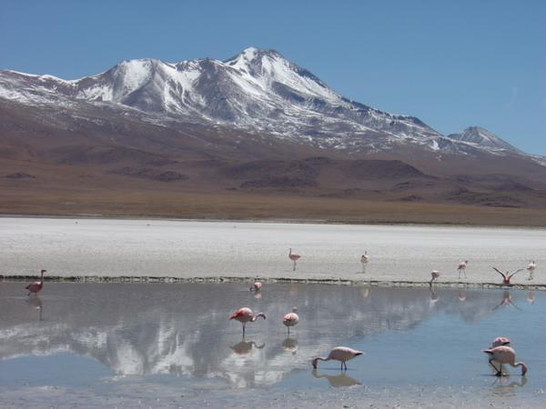A closer look at some flamingos