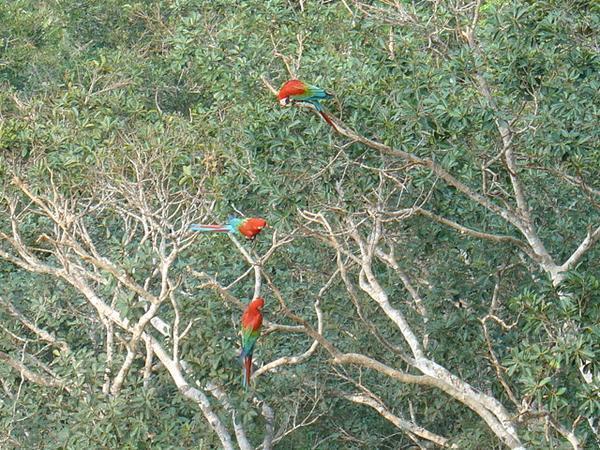 Big beautiful parrots