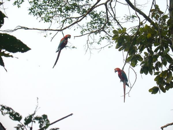 more parrots