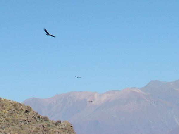 A few Condors