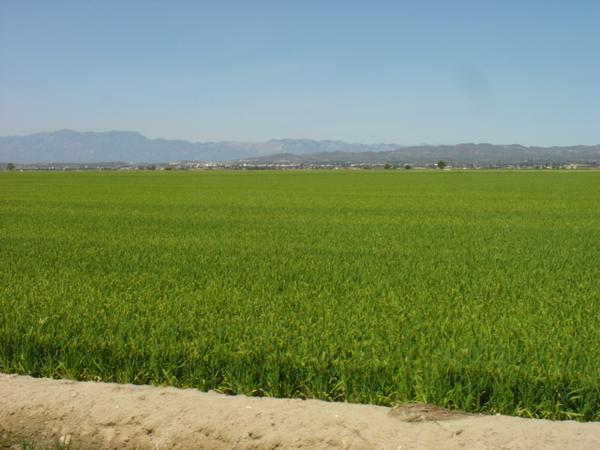 Rice fields on the Delta de I'Ebre