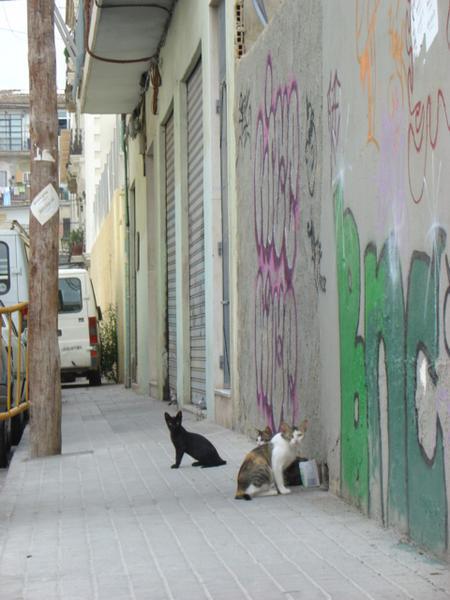 Street cats - Valencia