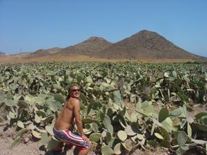 Cactus fields