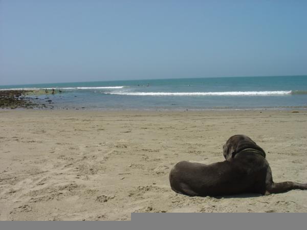 Bono, the dog who owns Mancora Beach