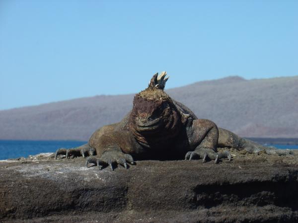 Mr. Iguana - King of Galapagos