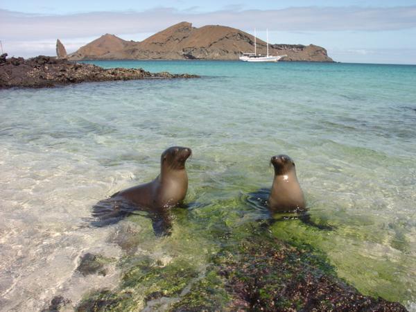 a couple of very cooperative sealions