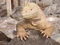 Land Iguana and his permanent smile