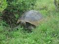 Mr land Turtle