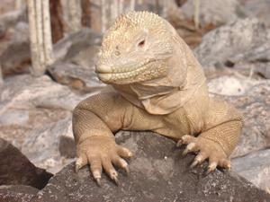 Land Iguana and his permanent smile