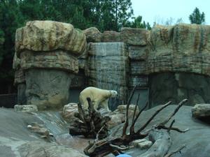 Polar Bear - San Diego Zoo