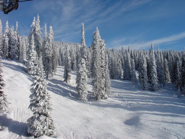 Tree-skiiing's on!