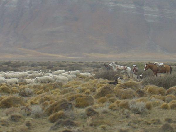 Gauchos hearding their sheep