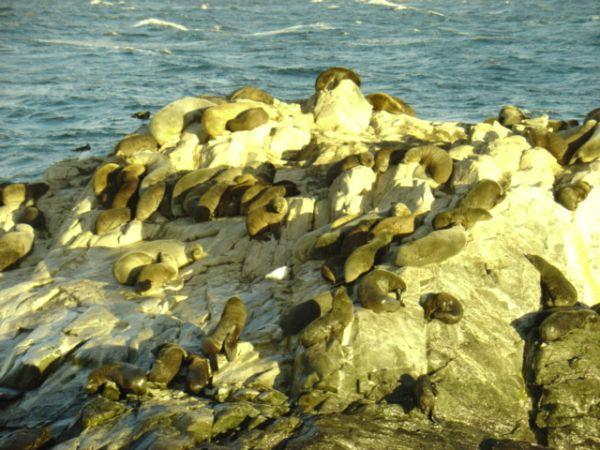 Seals we saw out on the boat trip in the Beagle channel