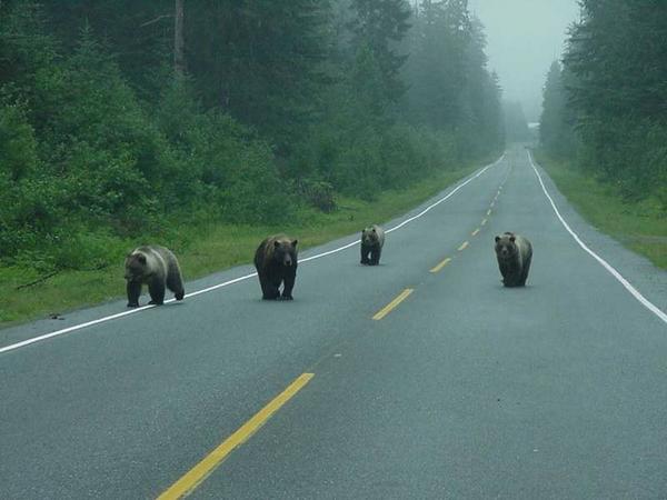 some bears on the way home from work one day