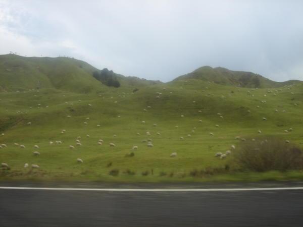 sheep everywhere!!