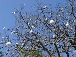 Cotton trees at la Quinta