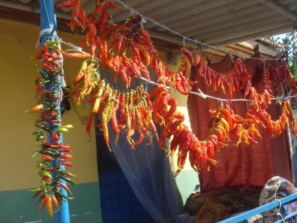 drying their peppers