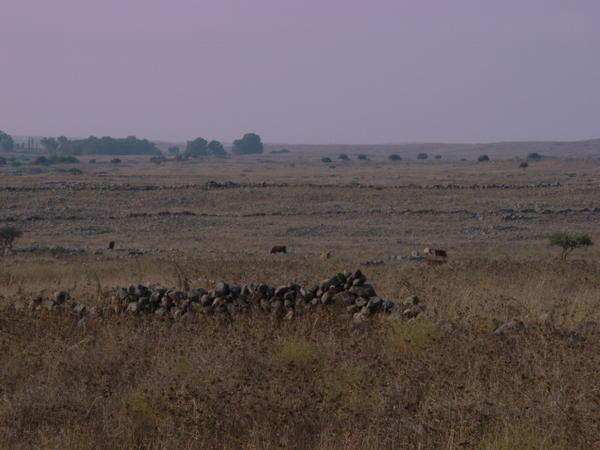 Cattle grazing in the Golan Heights