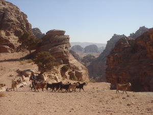 Bedouin shepperd