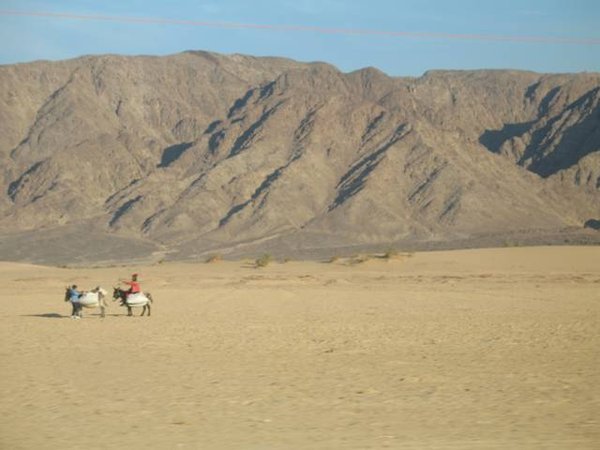 Desert Donkeys