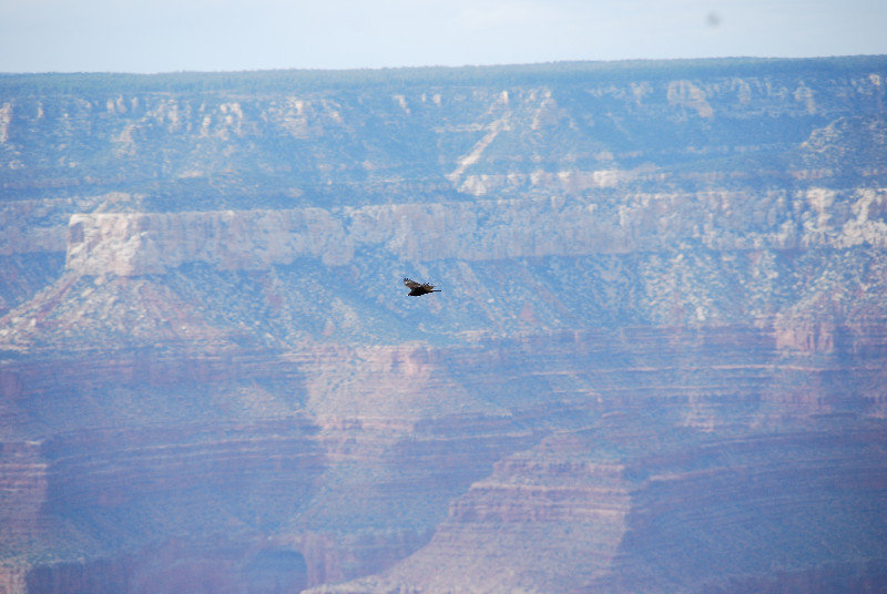 Fugl i Grand Canyon