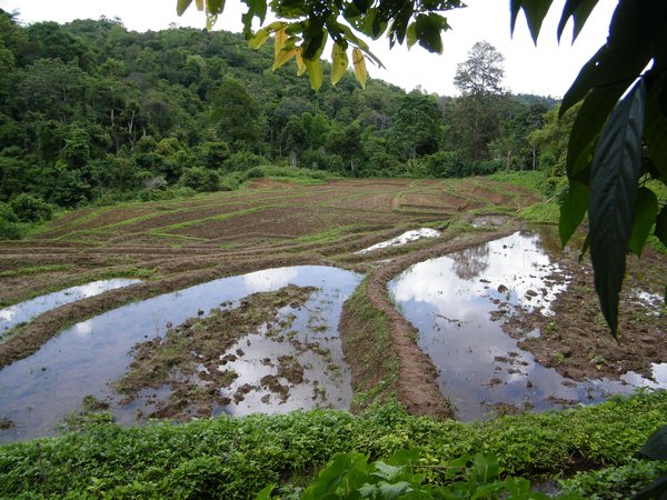 flooding rice field
